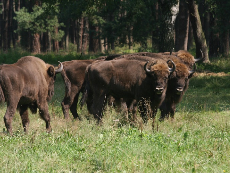 Sześć bieszczadzkich żubrów dołączy do stada w Bułgarii